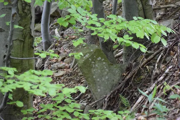 Ormanda yeşil yapraklar