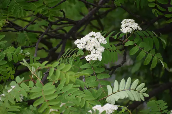 Güzel botanik fotoğrafı, doğal duvar kağıdı.