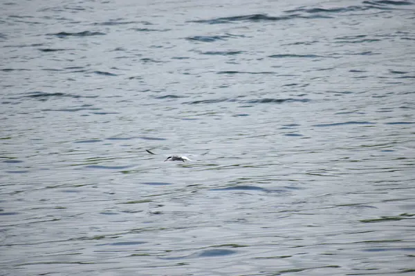 Martı suda uçuyor.