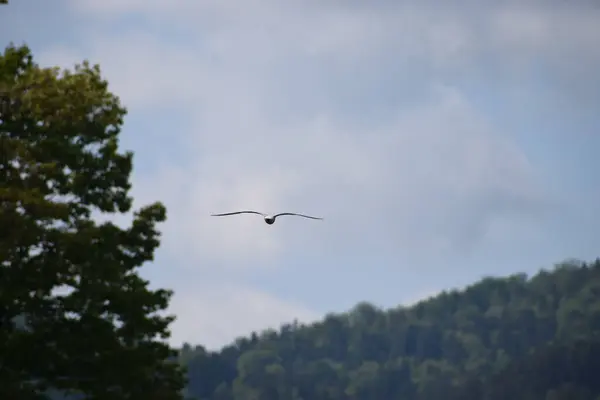 Dağlardaki gölün üzerinde uçan martılar.