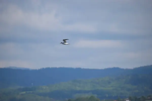 Martı gölün üzerinde uçuyor.