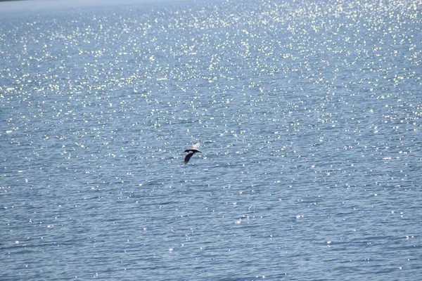 Bir martı denizin üzerinde uçar.