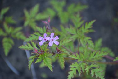 Ormanda güzel çiçekler