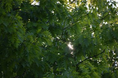 Ağaç dalları, bitki örtüsü ve doğa