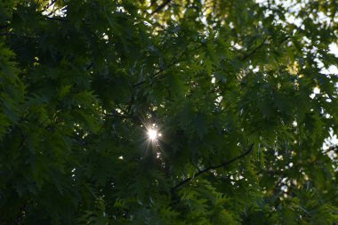 Ormanda yeşil yapraklar