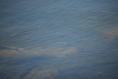 Büyük bir grup küçük balık gölde yüzüyor.