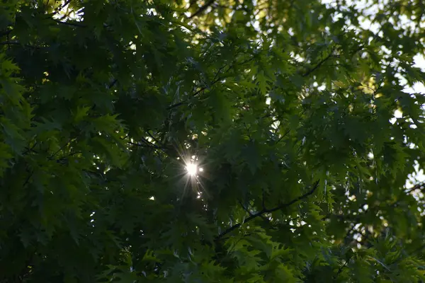 Ormanda yeşil yapraklar