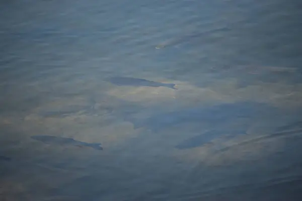 Su yüzeyindeki bir balığın yakın çekim görüntüsü.