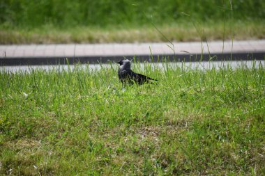 Çimlerde siyah karga