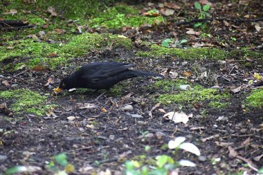 yaygın karatavuk (merdus merula )