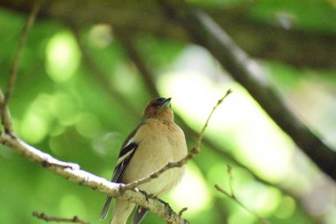 Güzel kuşları yakından çek.