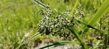 Yazın ormandaki yabani otların çiçekleri..