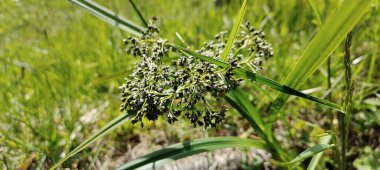 Bahçedeki yeşil çimenler