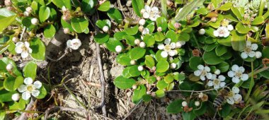 Beyaz bir bitkinin yeşil yaprağına yaklaş