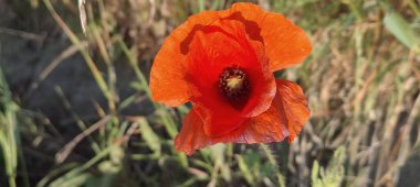 Yakın plan - tarlada haşhaş çiçekleri