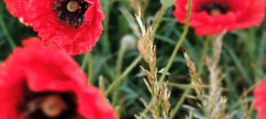 Tarladaki güzel çiçekler