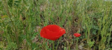 Bahçede haşhaş çiçeği