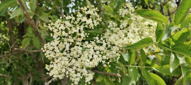 Bahçedeki bir ağacın beyaz çiçekleri