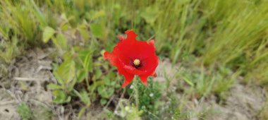 Tarlada güzel kırmızı gelincik çiçeği