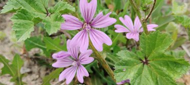 Bahçede pembe sardunya çiçeği