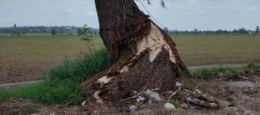 Ormandaki eski ağaç gövdesi