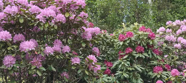 Ormangülü çiçek parkta