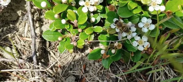 Bahçede yeşil yapraklar