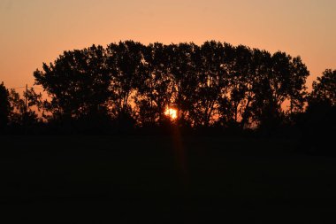 Gün batımında bir tarladaki ağaçların silueti, bir parkta, arka planda, akşam