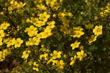 Bahçedeki güzel çiçekler