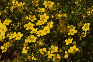 Bahçedeki sarı çiçekler