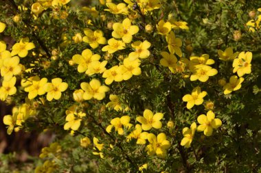 Bahçedeki sarı çiçekler