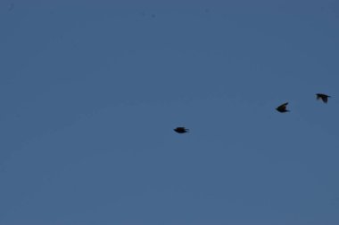 Gökyüzündeki kuşlar, bitkiler ve hayvanlar