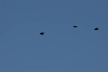 Gökyüzünde uçan kuşlar