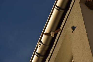 Kırlangıçlar pencerenin üzerinde uçuyor, küçük kırlangıçlar yuvada