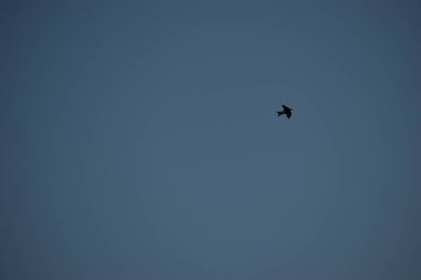 Martı gökyüzünde uçuyor.