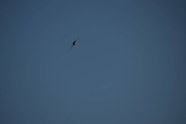 Gökyüzünde uçan kuş