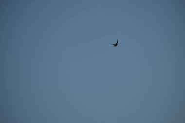 Kuş gökyüzünde uçuyor.