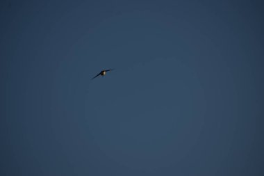 Martı gökyüzünde uçuyor.