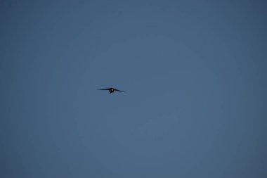 Gökyüzündeki kuş