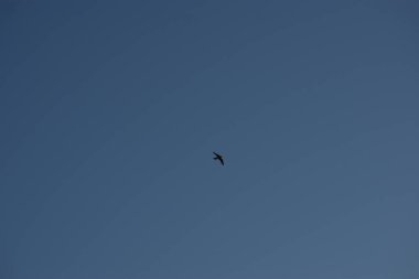 Gökyüzünde uçan kuş