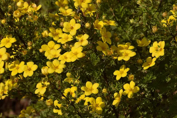 Bahçedeki güzel çiçekler