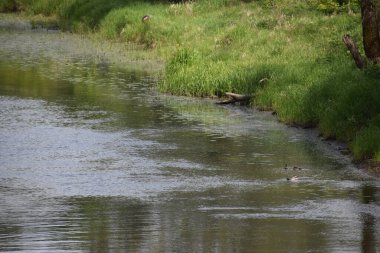 Parktaki güzel bir nehir manzarası