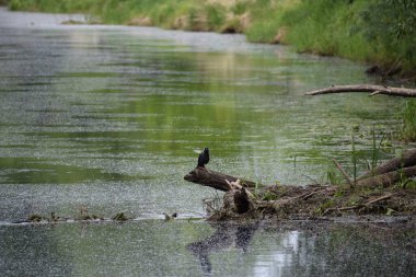 Parktaki güzel bir nehir manzarası.