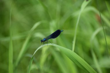 Küçük mavi bir yusufçuk otların üzerinde oturuyor.