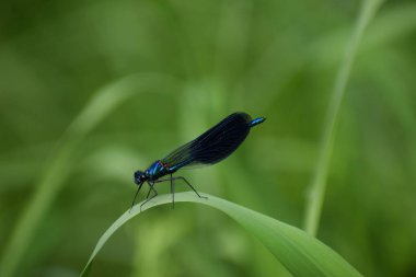 Yaprağın üzerinde mavi sinek