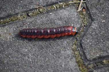 Bir tırtılın kırmızı ve siyah rengi