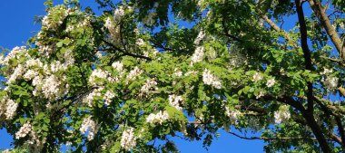 Baharda bahçede beyaz huş ağacı
