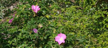 Bahçedeki güzel pembe çiçek