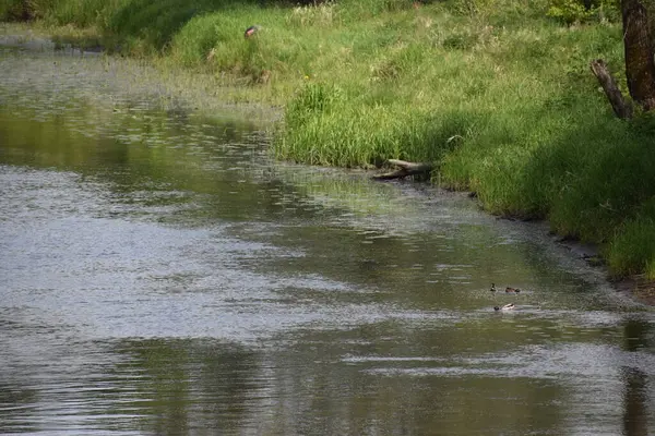 Parktaki güzel bir nehir manzarası