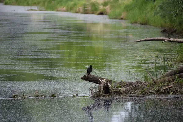 Parktaki güzel bir nehir manzarası.